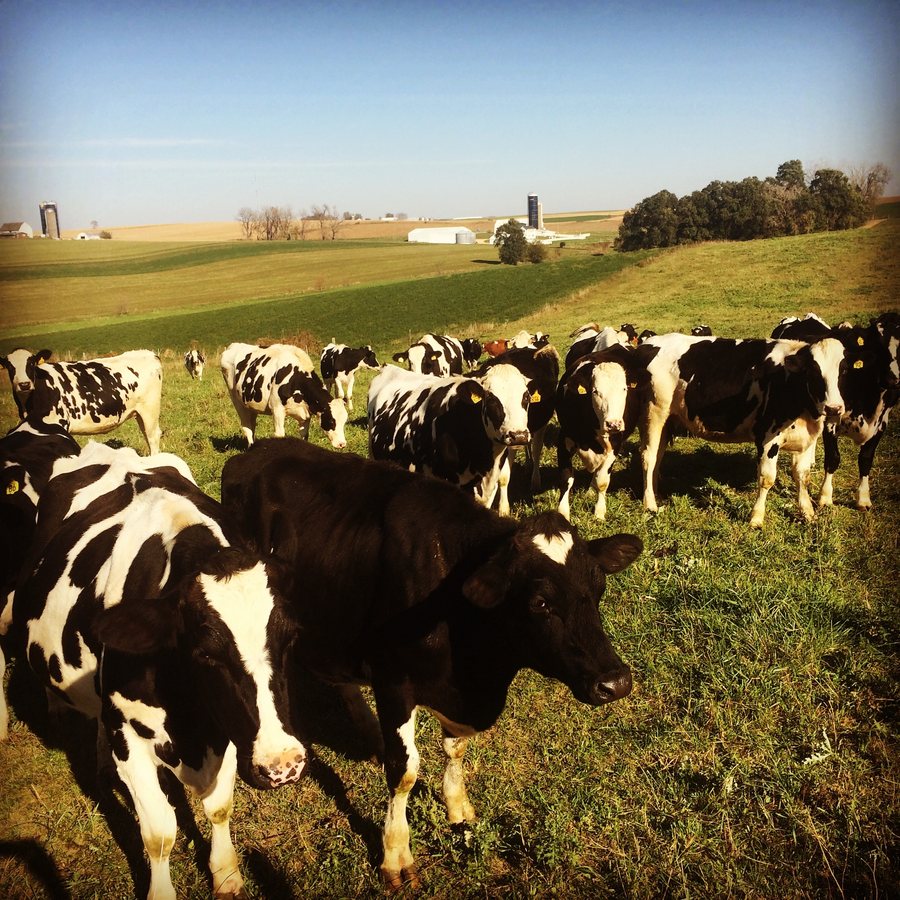 Milk cows walking up out of pasture with the farmstead and silos on the ridge behind them.