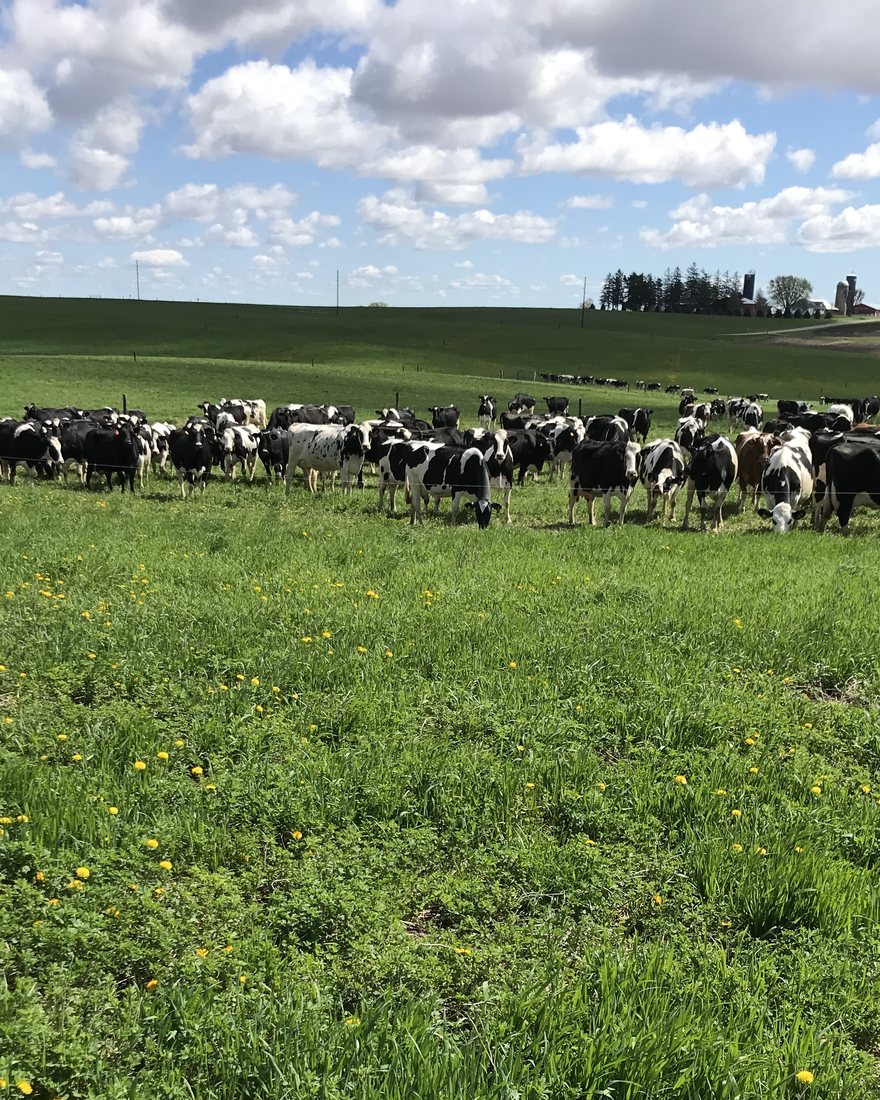 A milking herd grazing a dandelion-covered pasture under a blue sky, farm buildings on the horizon.