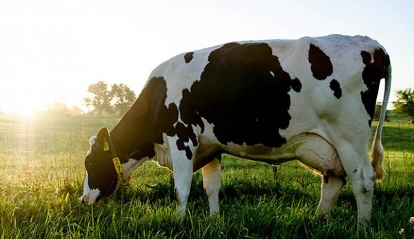 A single Holstein grazing at dusk with the sun low and hazy behind her.
